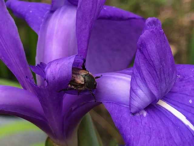 カキツバタ