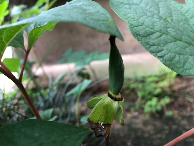 山芍薬の種