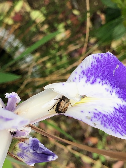希少なカキツバタ