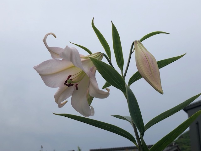 ササユリ開花