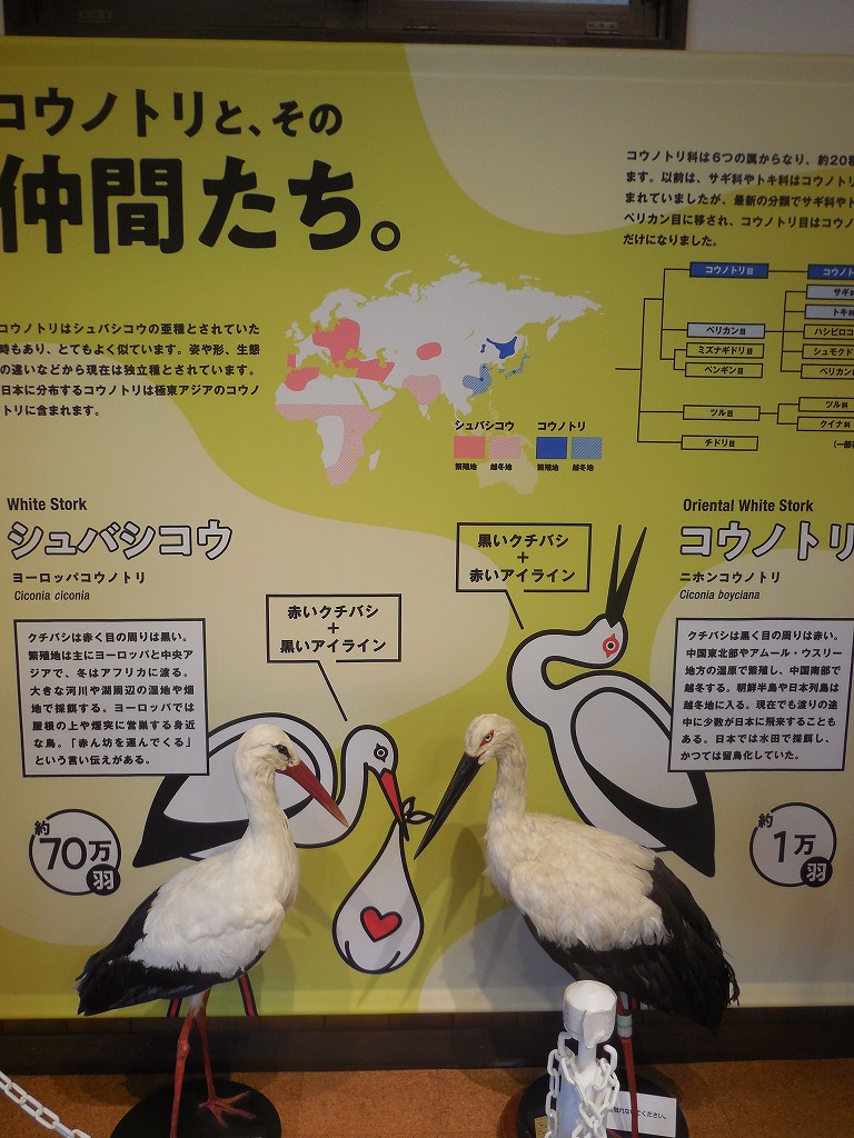 コウノトリの解説