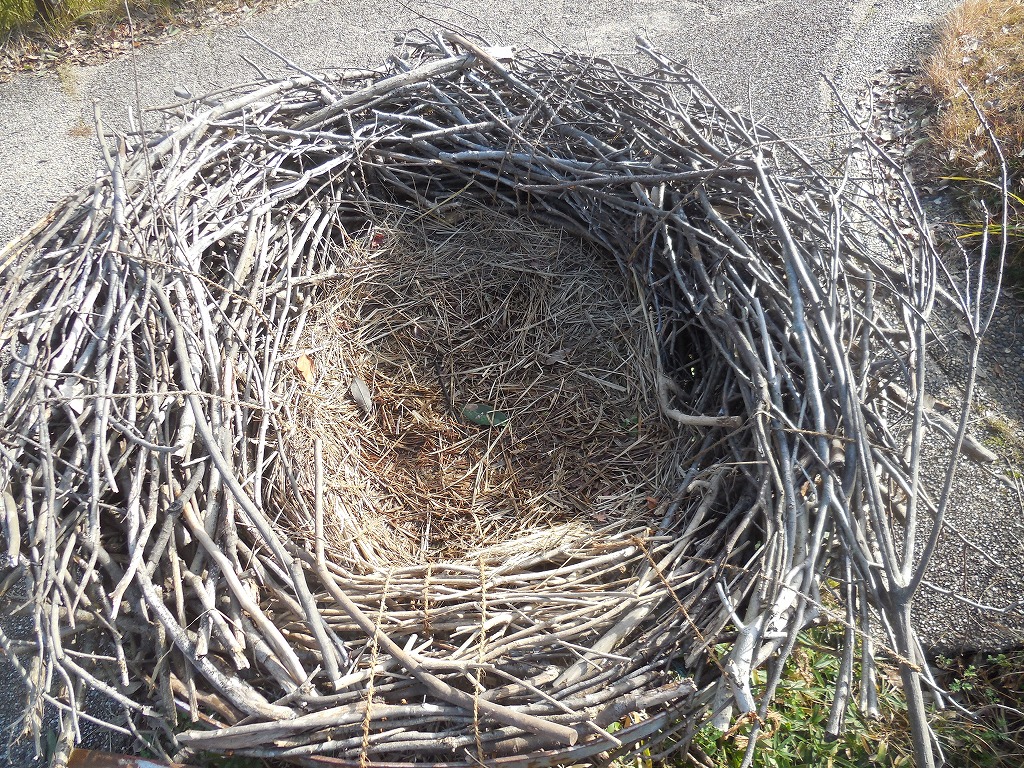 コウノトリの営巣
