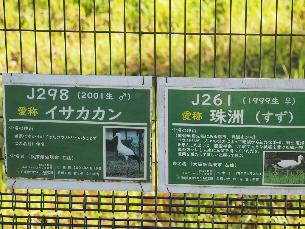 コウノトリ公園のゲージの中のコウノトリの名前　自然界では、ここまで長く生存することは
ないとの事