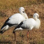 足輪は個体識別のカラーリング 最近は数字標記に変わりました。コウノトリは一度ペアになるとパートナーは変わらないとの事。私達には耳の痛い話です。