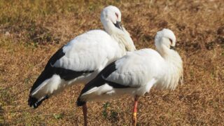 足輪は個体識別のカラーリング　最近は数字標記に変わりました。コウノトリは一度ペアになるとパートナーは変わらないとの事。私達には耳の痛い話です。