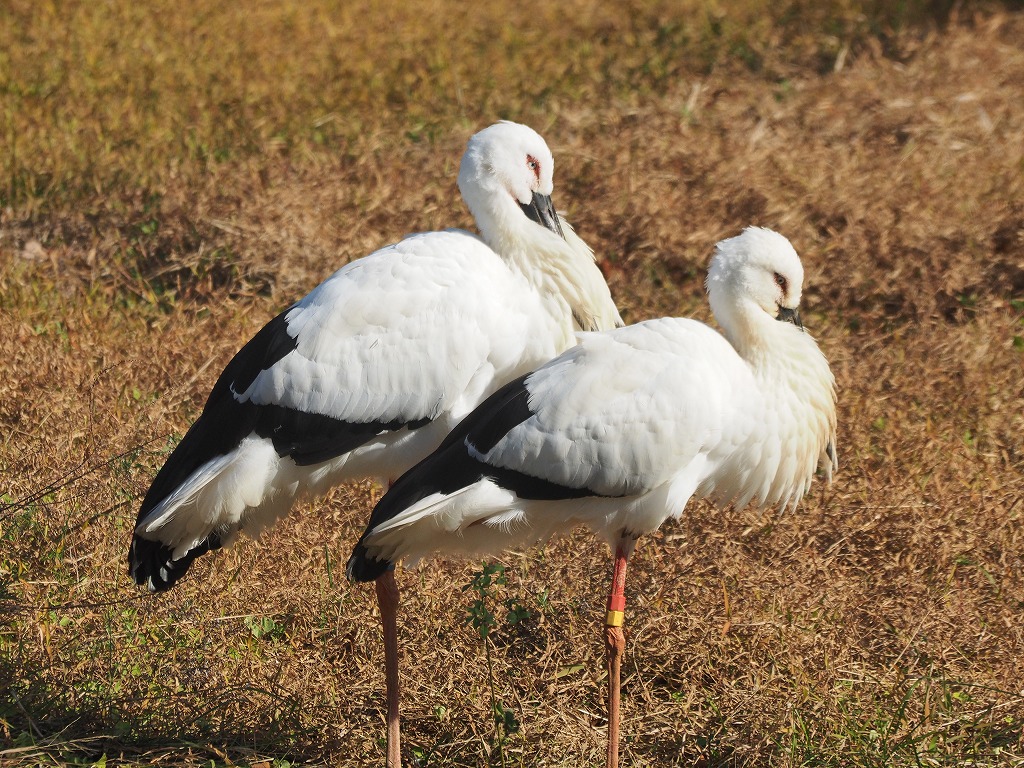 足輪は個体識別のカラーリング　最近は数字標記に変わりました。コウノトリは一度ペアになるとパートナーは変わらないとの事。私達には耳の痛い話です。