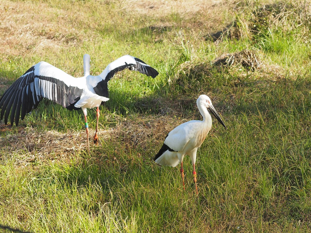 逃げ出さない様に「風切り羽：飛べなくなる」を切断している。