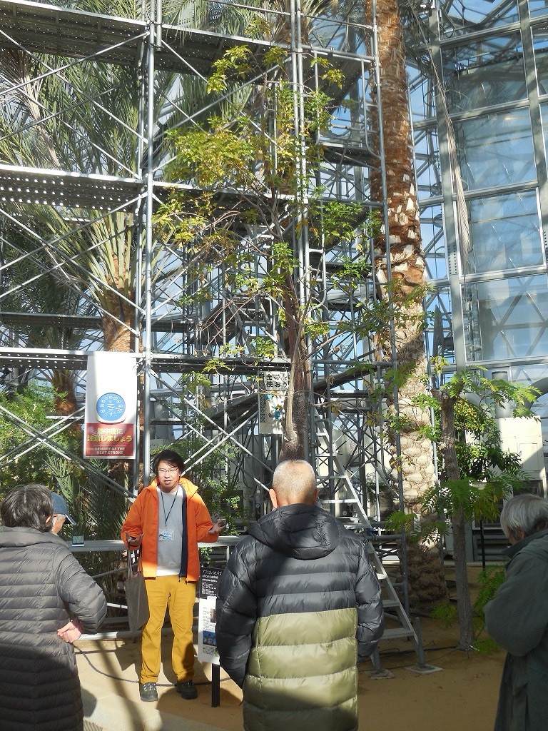 ナツメヤシ（雄木）