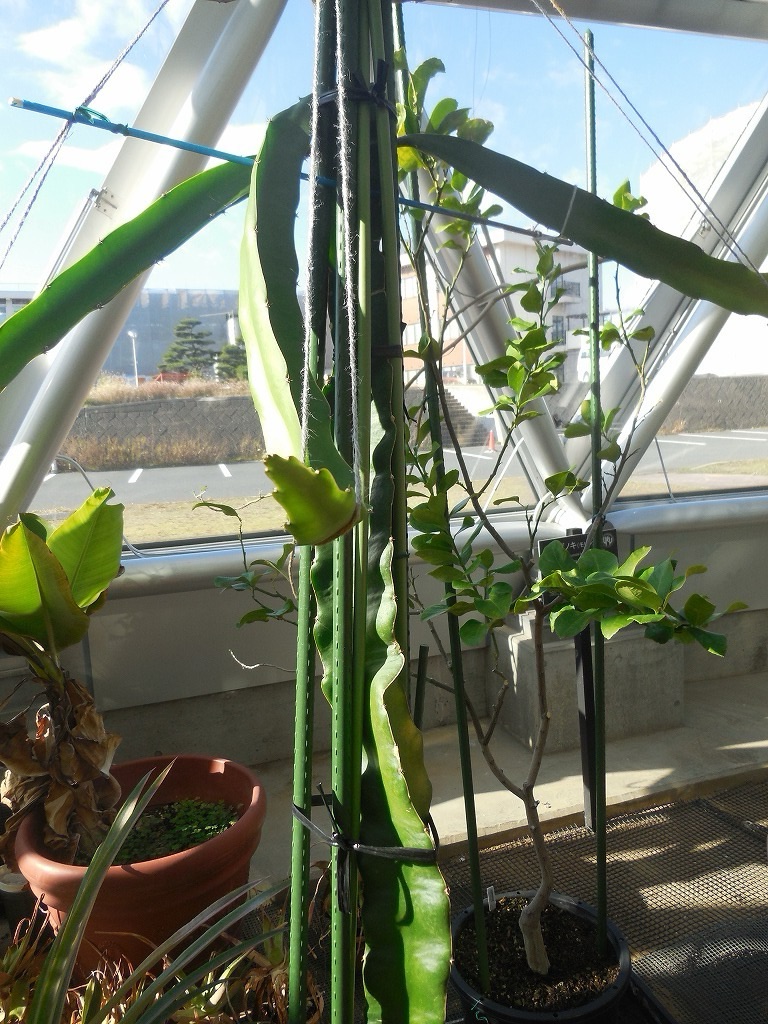 このサボテンの果実は「ドラゴンフルーツ」として利用されるそうです