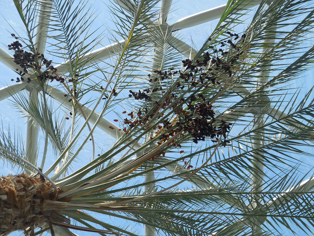 ナツメヤシ（雌木）果実は香辛料の「レイズ」で名で販売されている。
