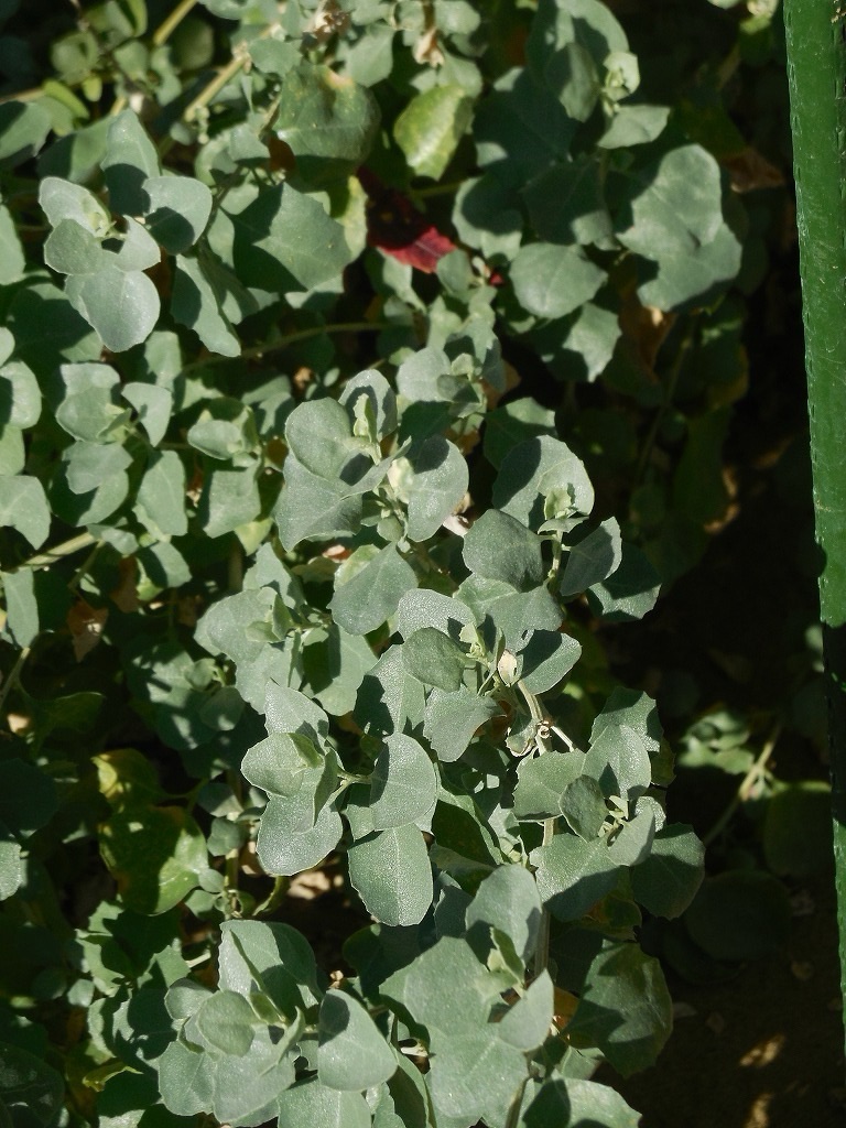 植物名「ジャイアントソルトブッシュ」葉を噛むと名前の通り塩辛い
