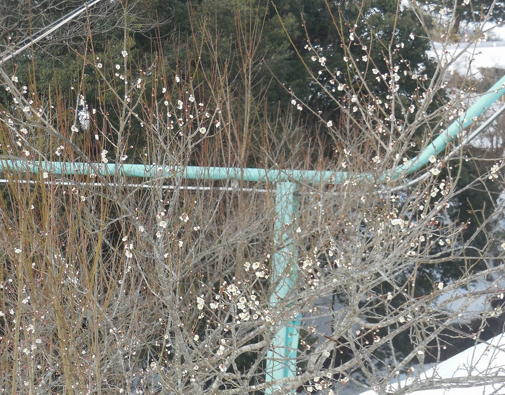 寒さが厳しい中で咲く白梅
