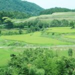 横尾棚田(蒲生峠)