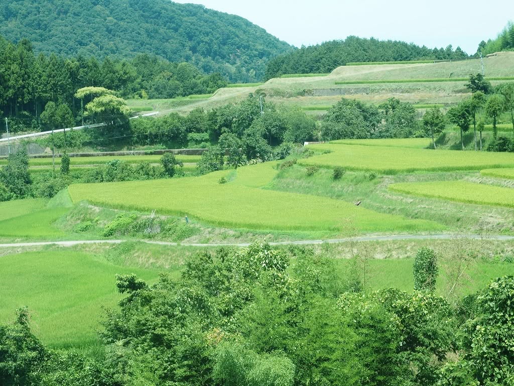 横尾棚田(蒲生峠)